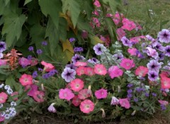  Nature "LES FLEURS " LA CLAYETTE-SUD BOURGOGNE