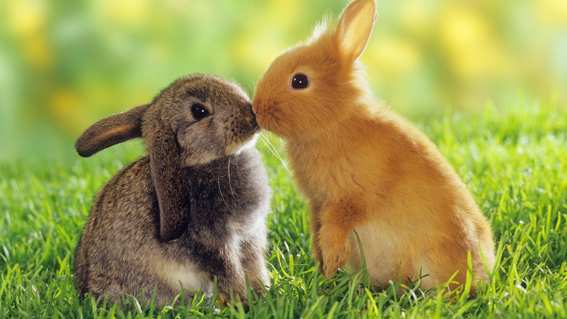 Wallpapers Animals Rabbits 