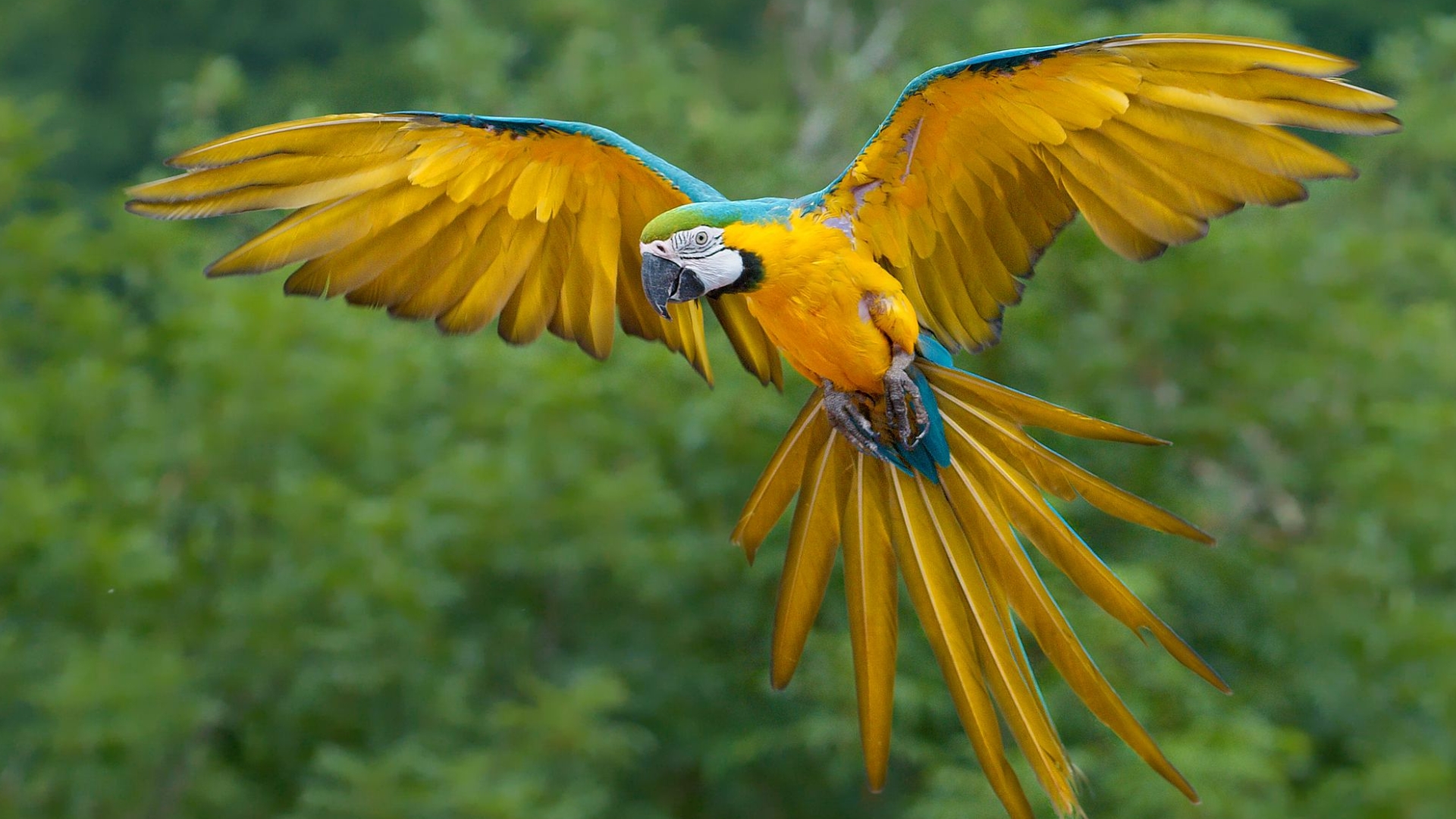 Fonds d'cran Animaux Oiseaux - Perroquets 