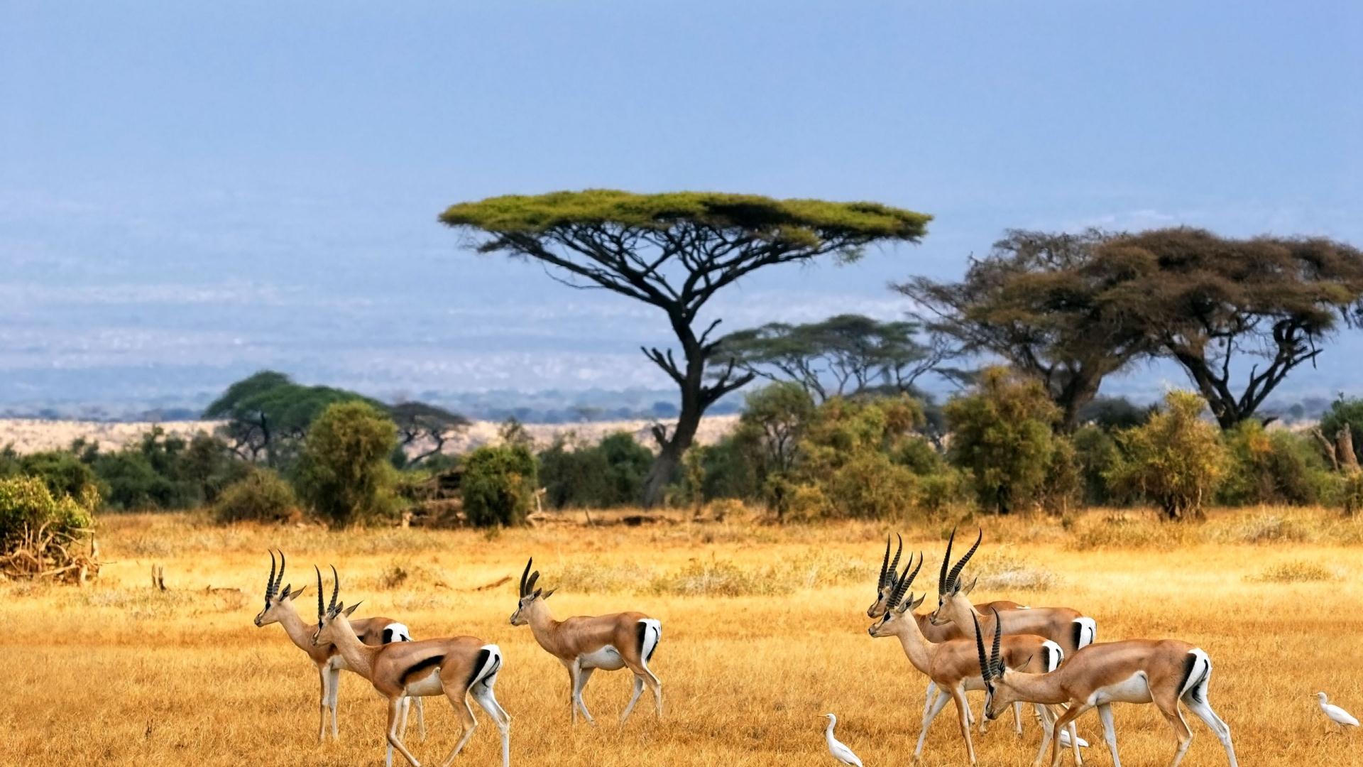 Fonds d'cran Animaux Antilopes 