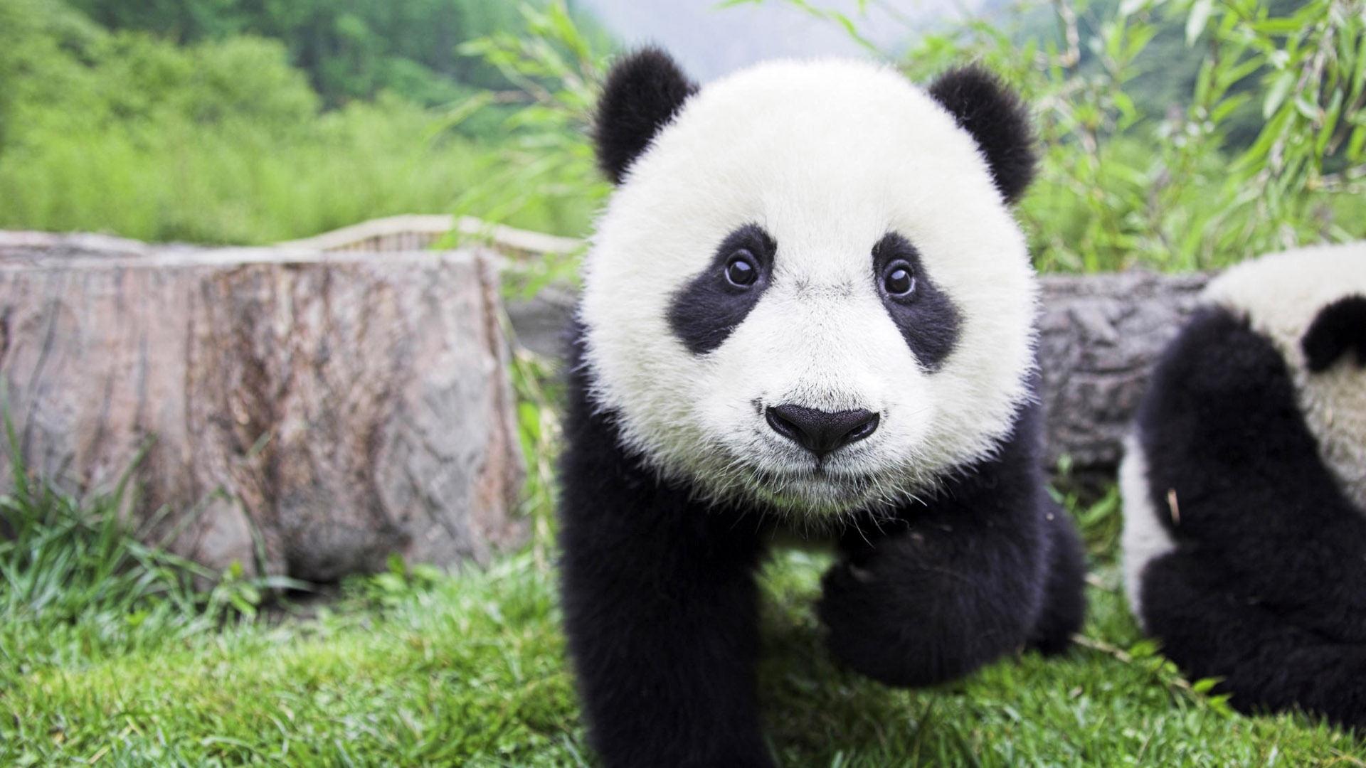 Wallpapers Animals Pandas 