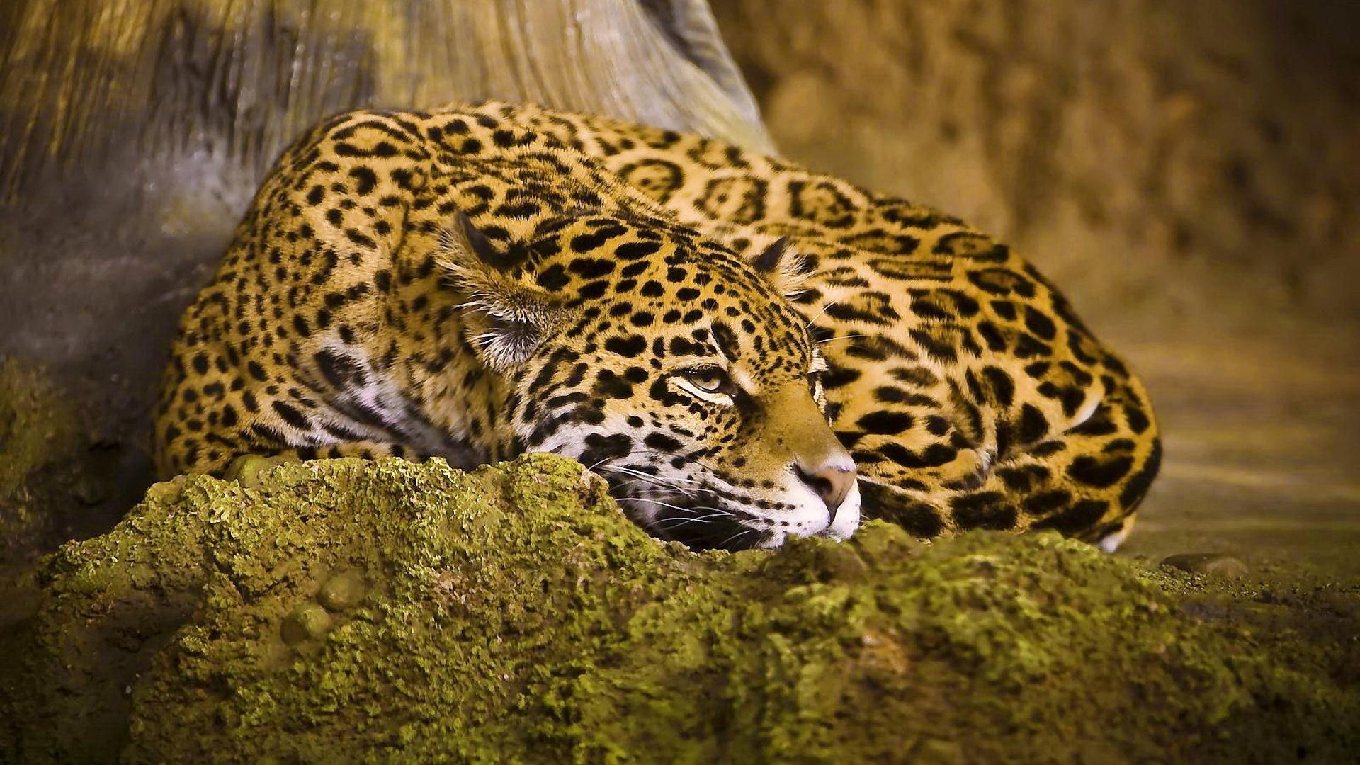 Wallpapers Animals Felines - Jaguars 