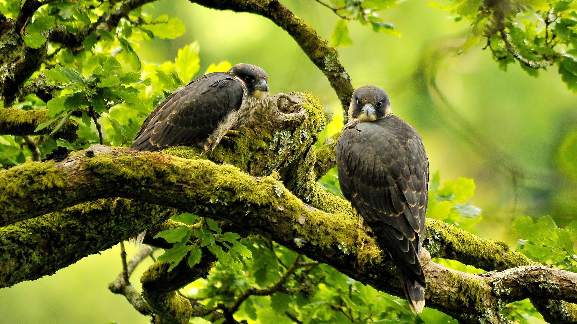 Wallpapers Animals Birds - Falcons 