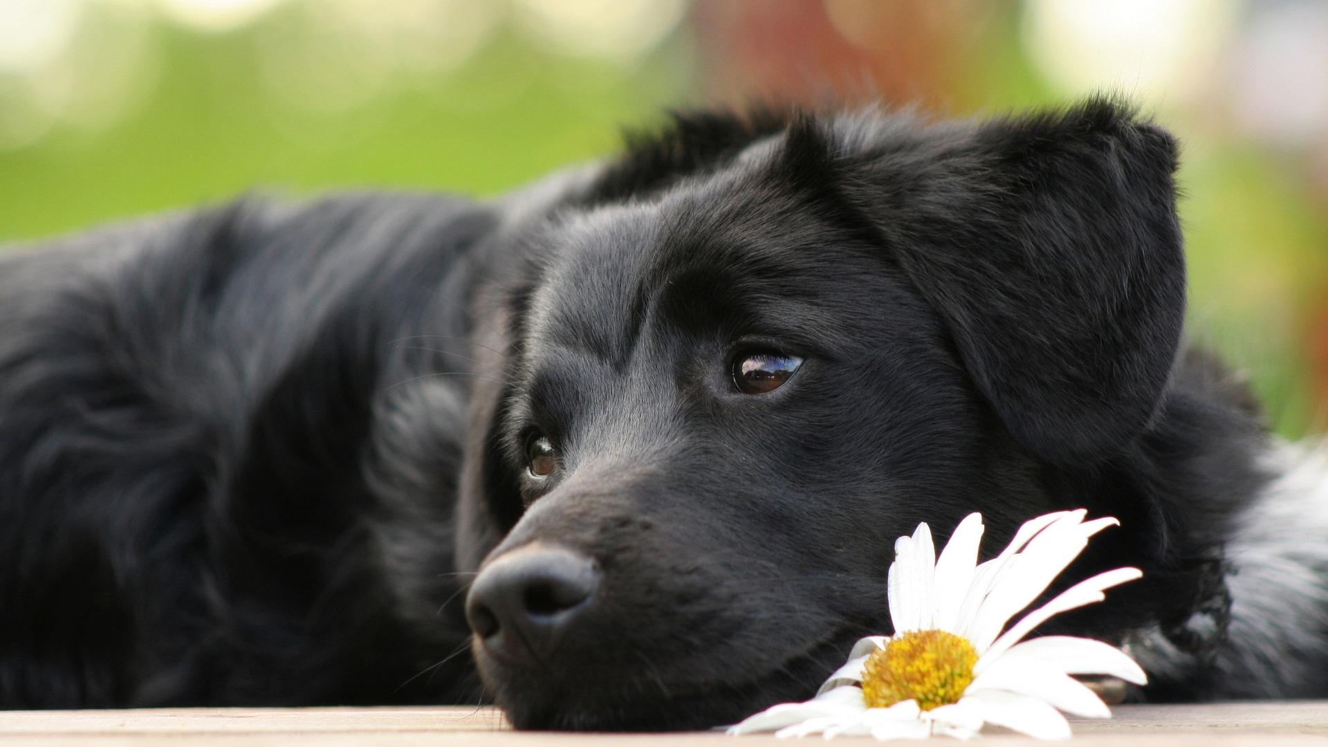 Fonds d'cran Animaux Chiens 