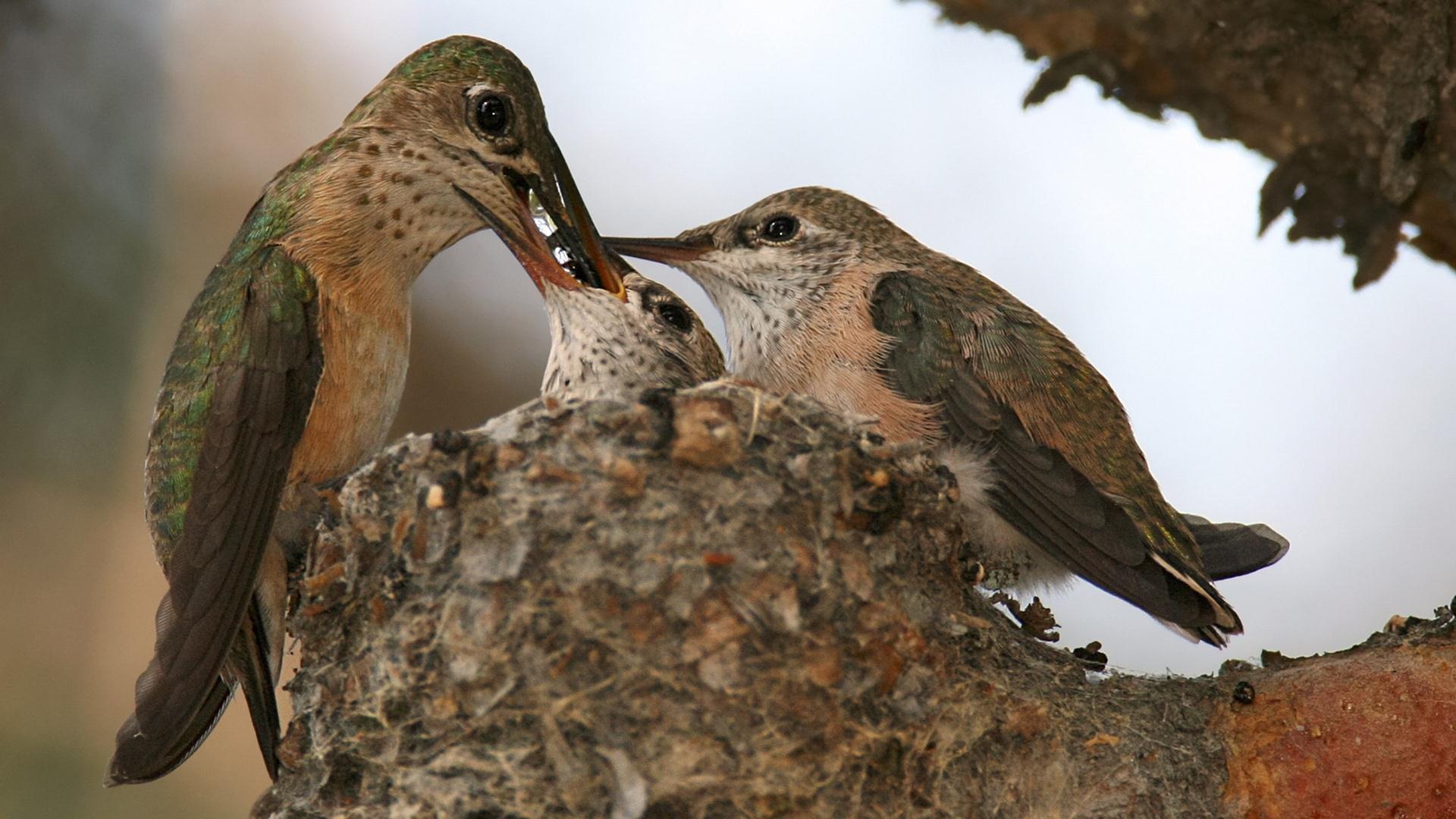 Wallpapers Animals Birds - Misc 