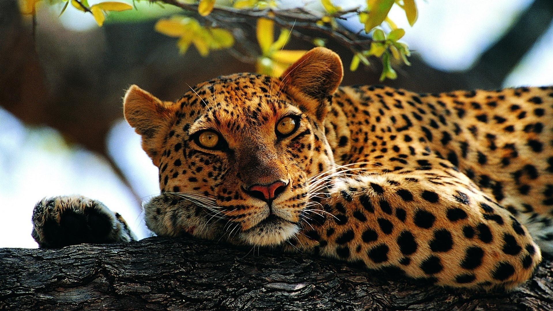 Wallpapers Animals Felines - Leopards 