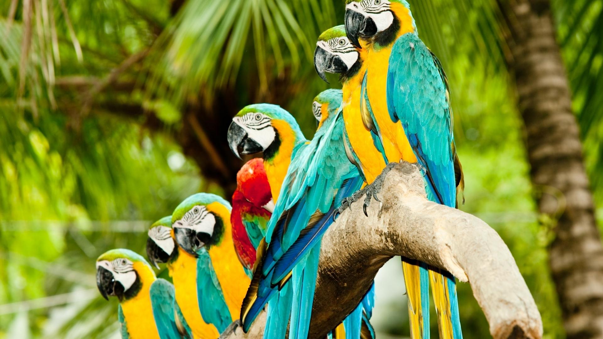 Wallpapers Animals Birds - Parrots 