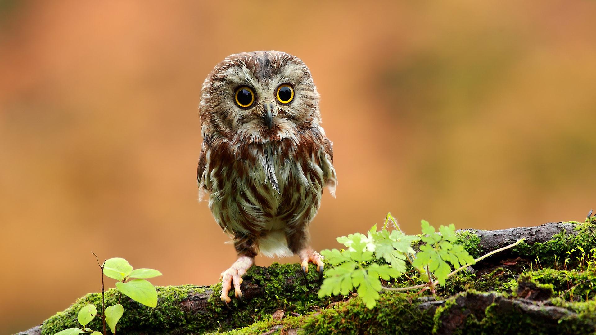 Wallpapers Animals Birds - Owls 