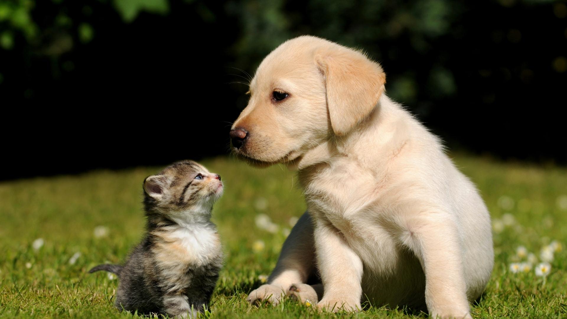 Wallpapers Animals Dogs and cats 