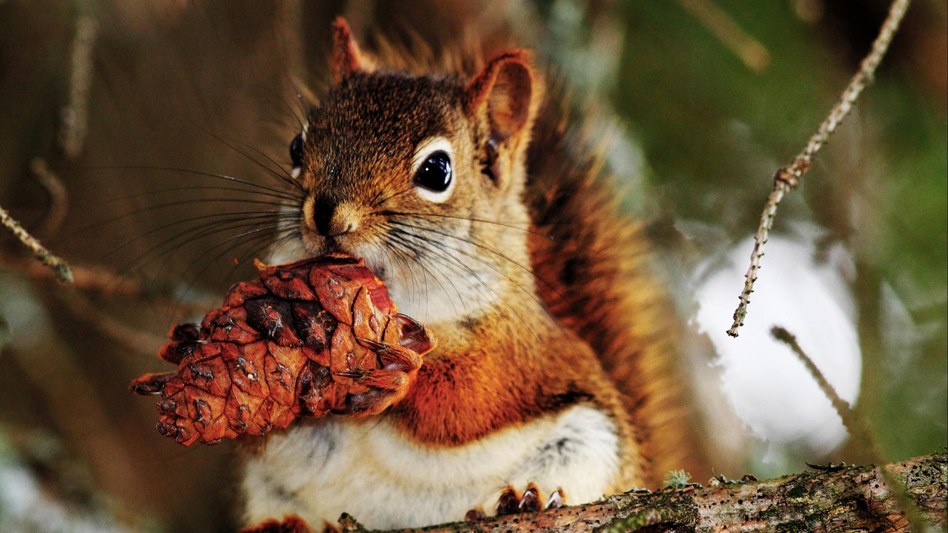 Wallpapers Animals Rodents - Squirrels 