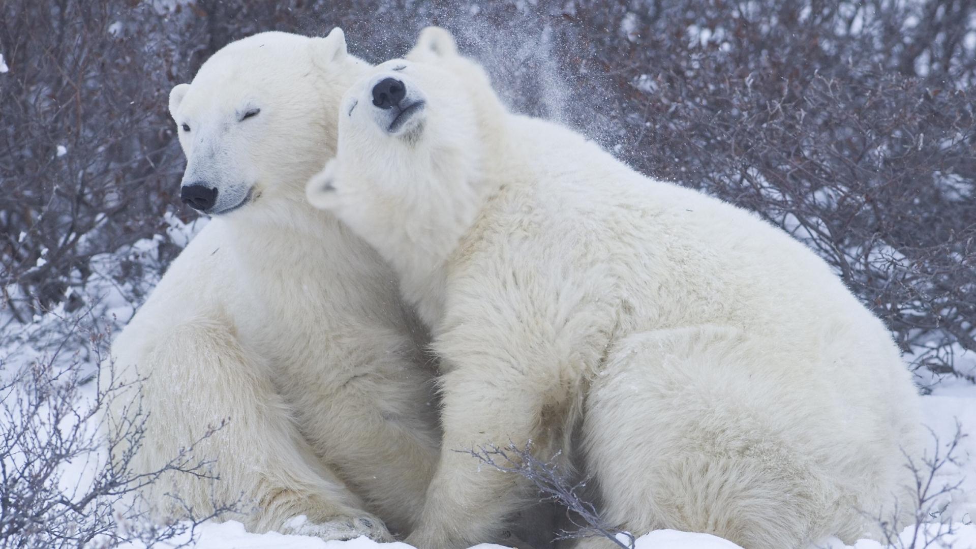 Fonds d'cran Animaux Ours 