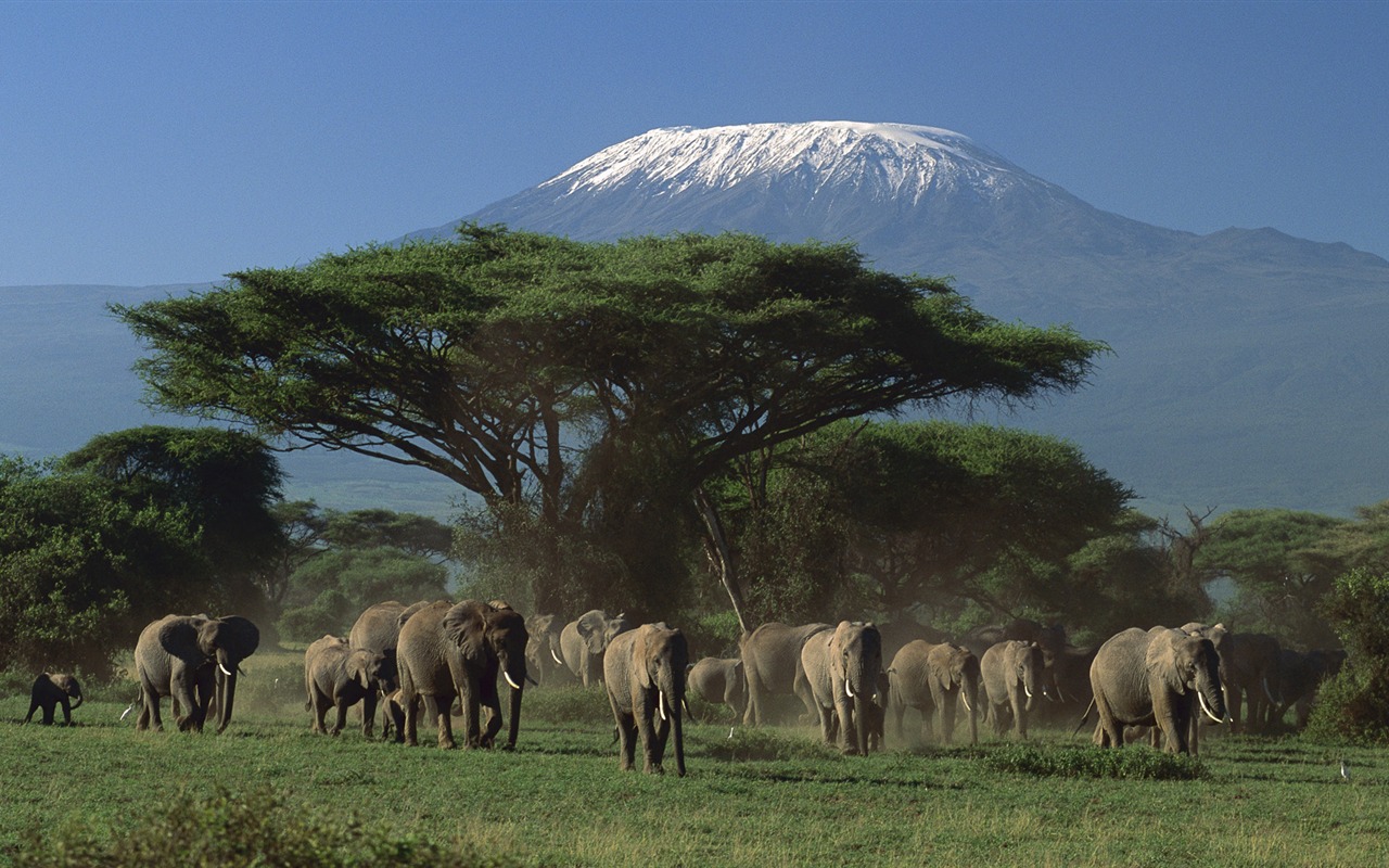 Fonds d'cran Animaux Elphants 