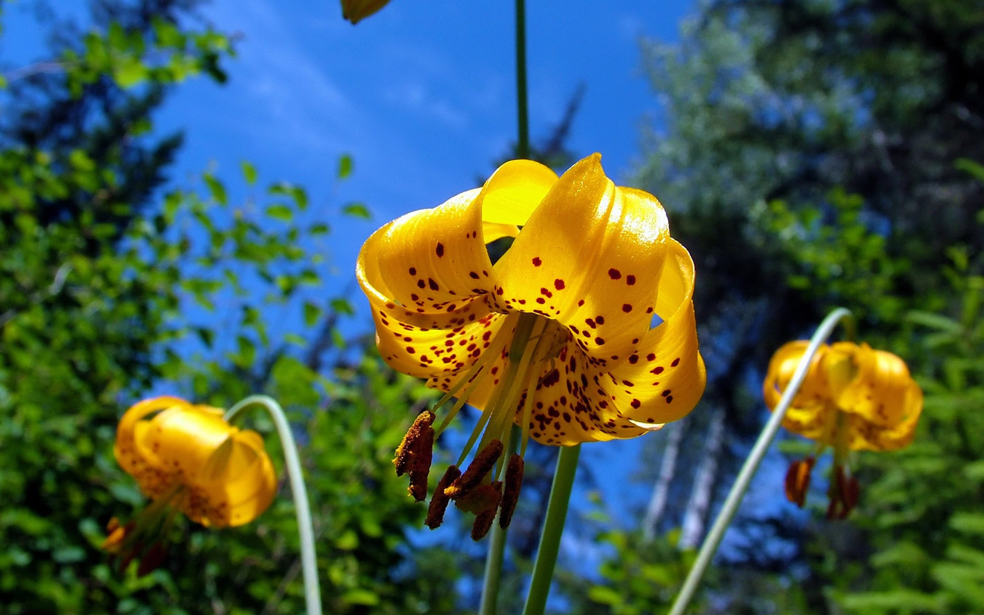 Wallpapers Nature Flowers 