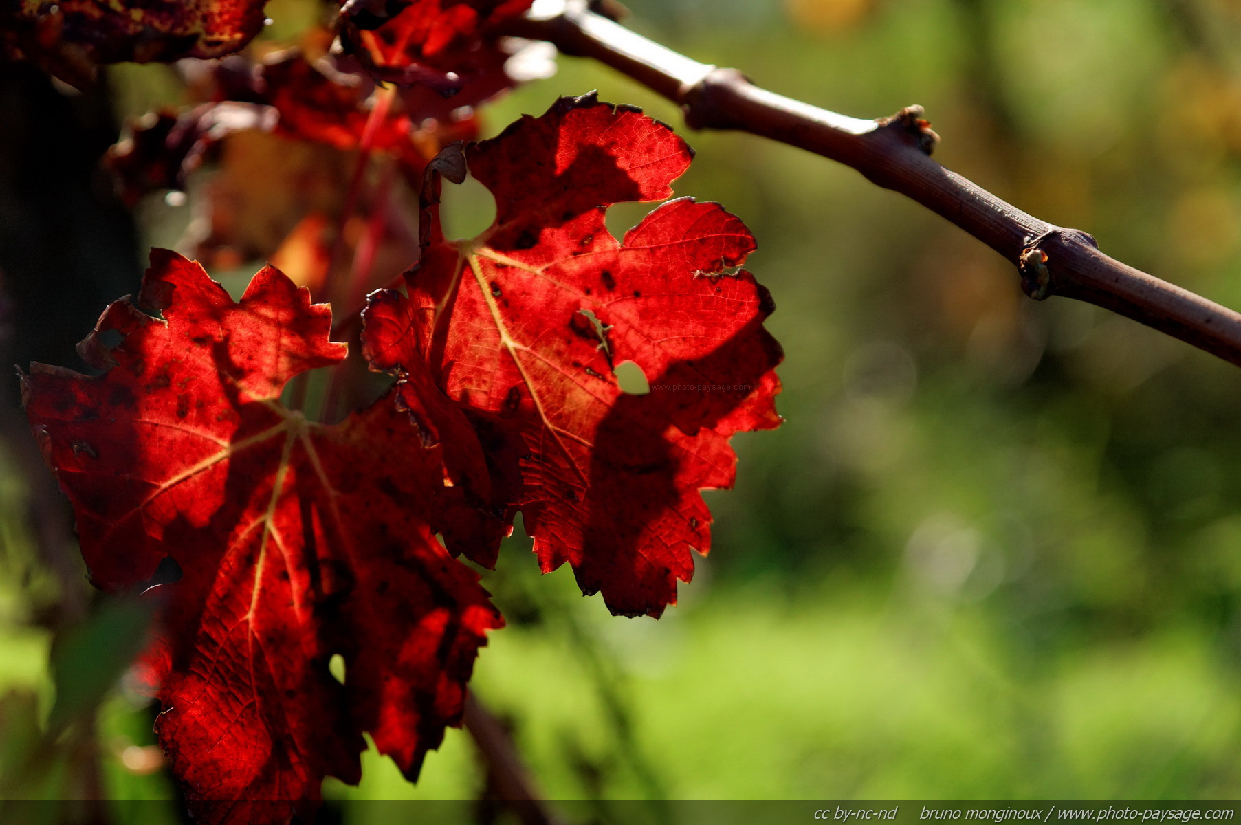 Fonds d'cran Nature Feuilles - Feuillages 