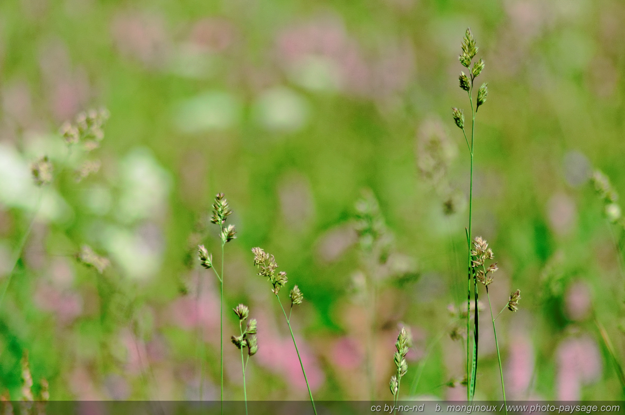 Wallpapers Nature Herbs 