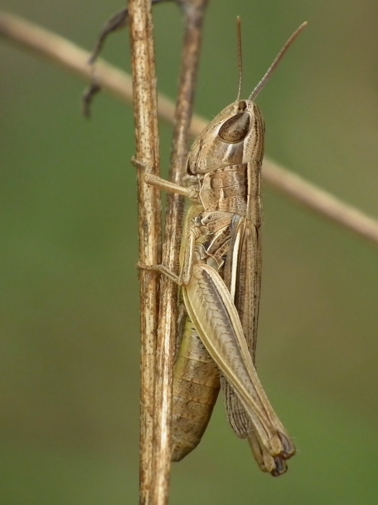 Wallpapers Animals Insects - Locusts 