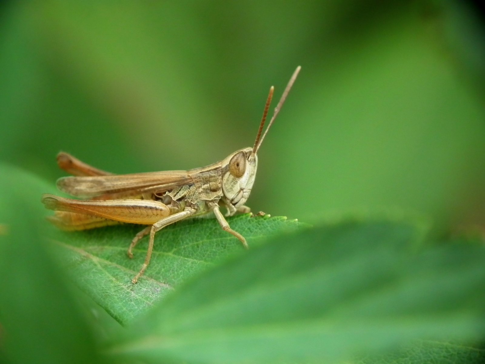 Fonds d'cran Animaux Insectes - Sauterelles et Criquets 