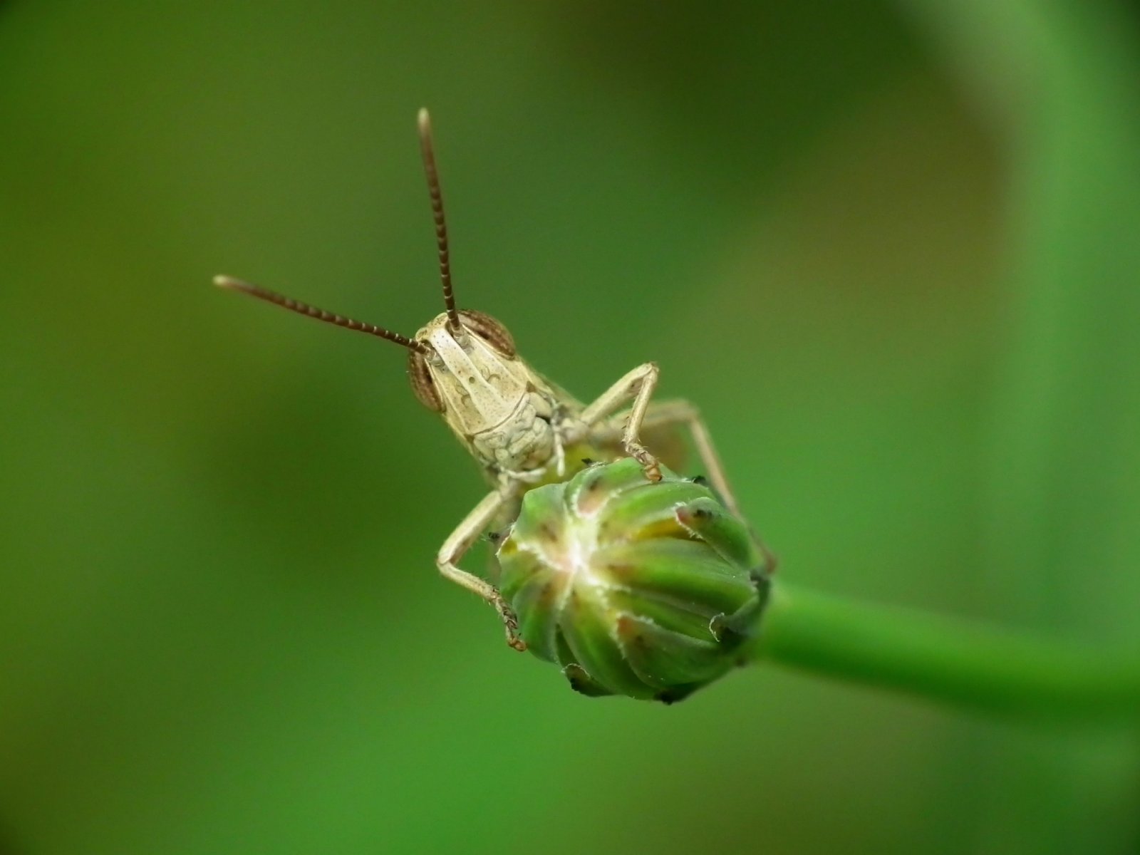 Fonds d'cran Animaux Insectes - Sauterelles et Criquets 