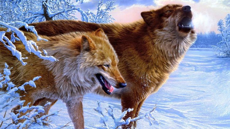 Fonds d'cran Animaux Loups Wallpaper N356591