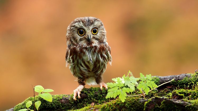 Wallpapers Animals Birds - Owls Wallpaper N356585