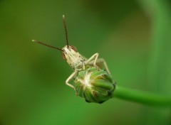  Animaux Image sans titre N356788