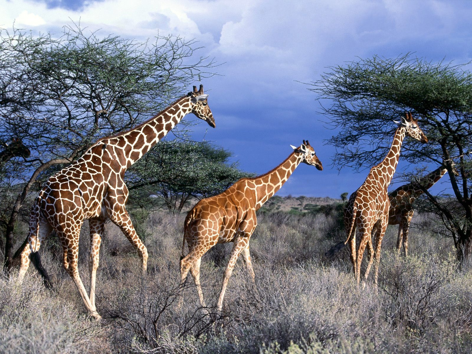 Wallpapers Animals Giraffes 