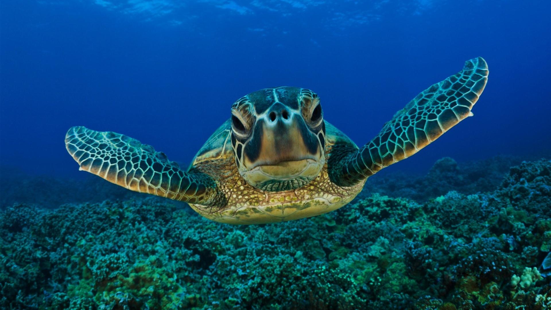 Fonds d'cran Animaux Tortues 