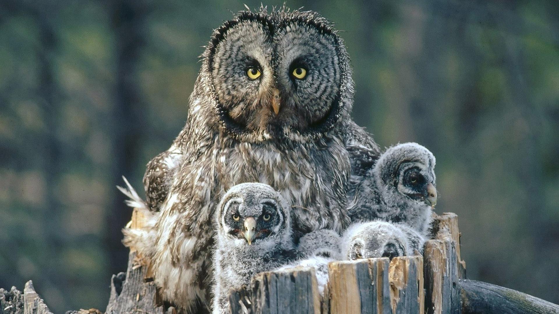 Fonds d'cran Animaux Oiseaux - Hiboux et Chouettes 