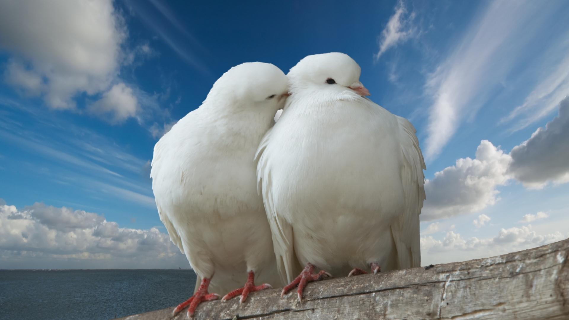 Wallpapers Animals Birds - Pigeons and Doves 