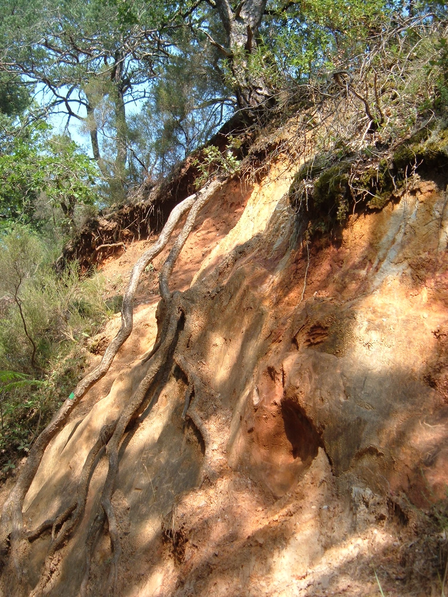 Fonds d'cran Nature Arbres - Forts 