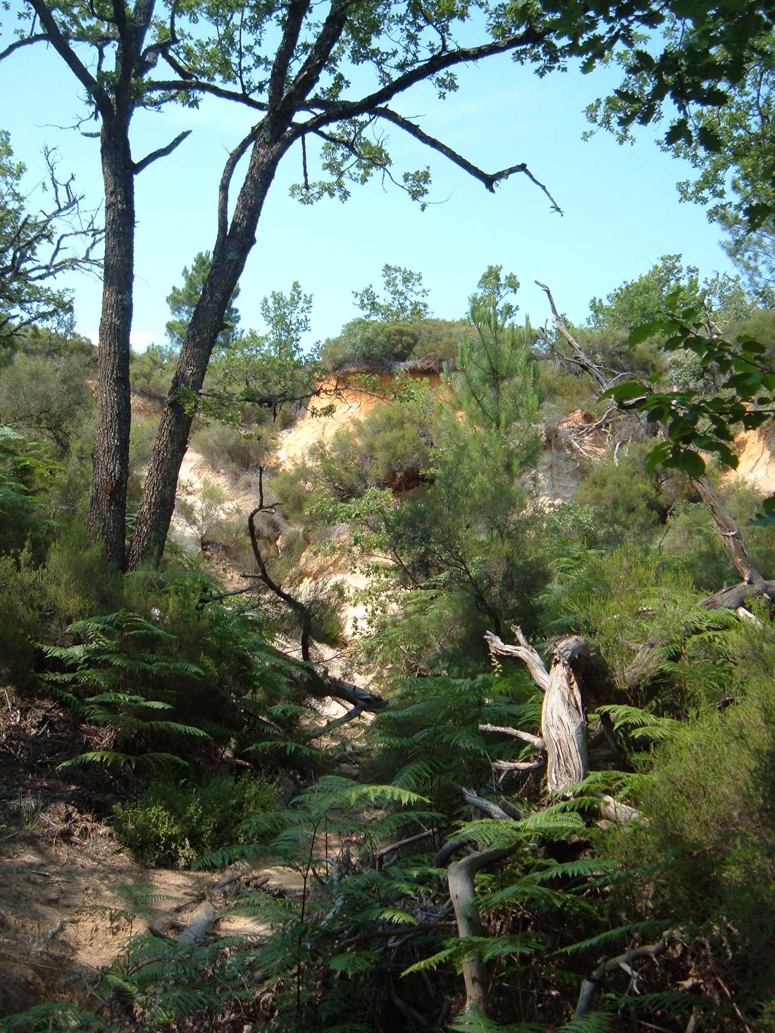 Fonds d'cran Nature Arbres - Forts 