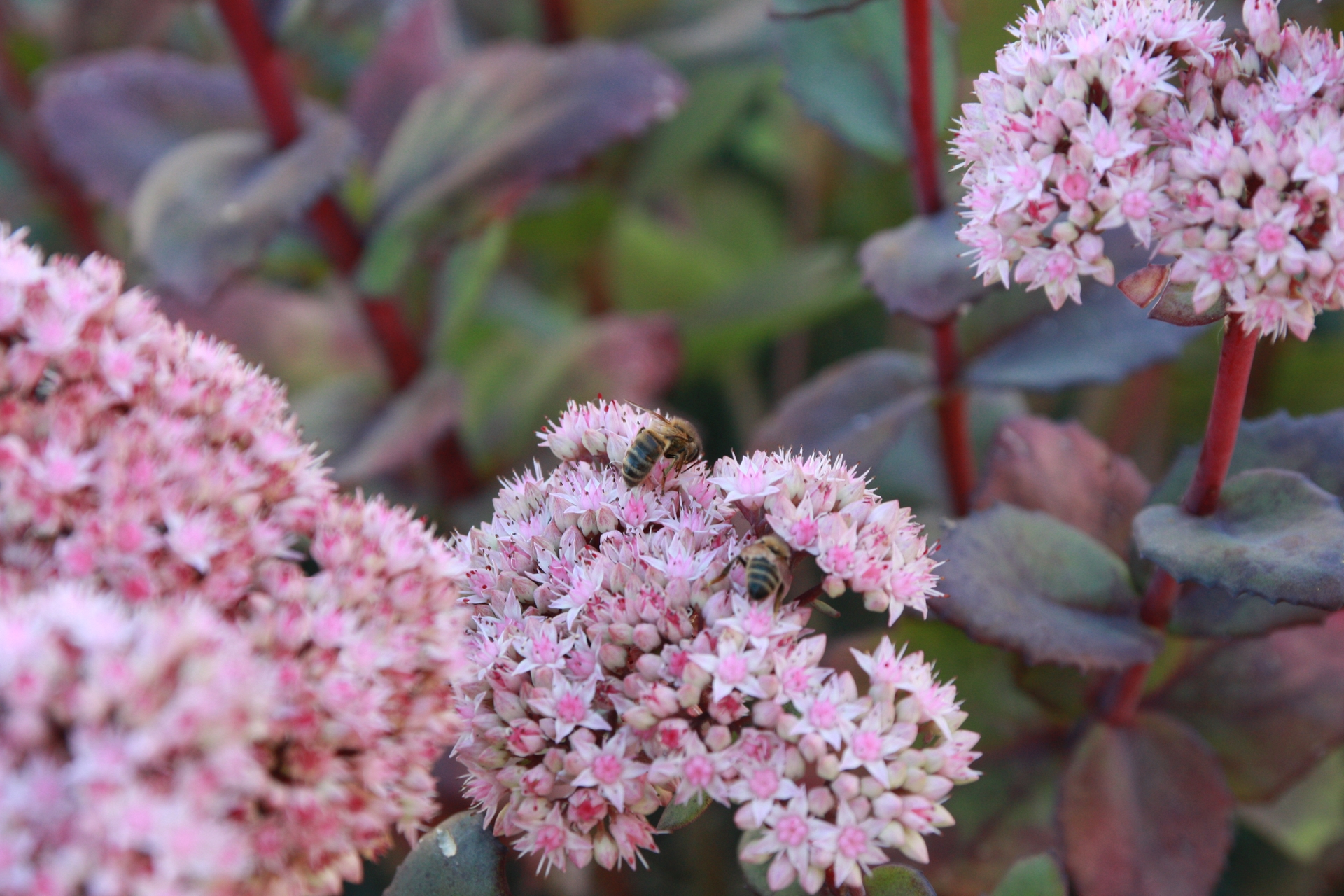 Fonds d'cran Animaux Insectes - Abeilles Gupes ... 