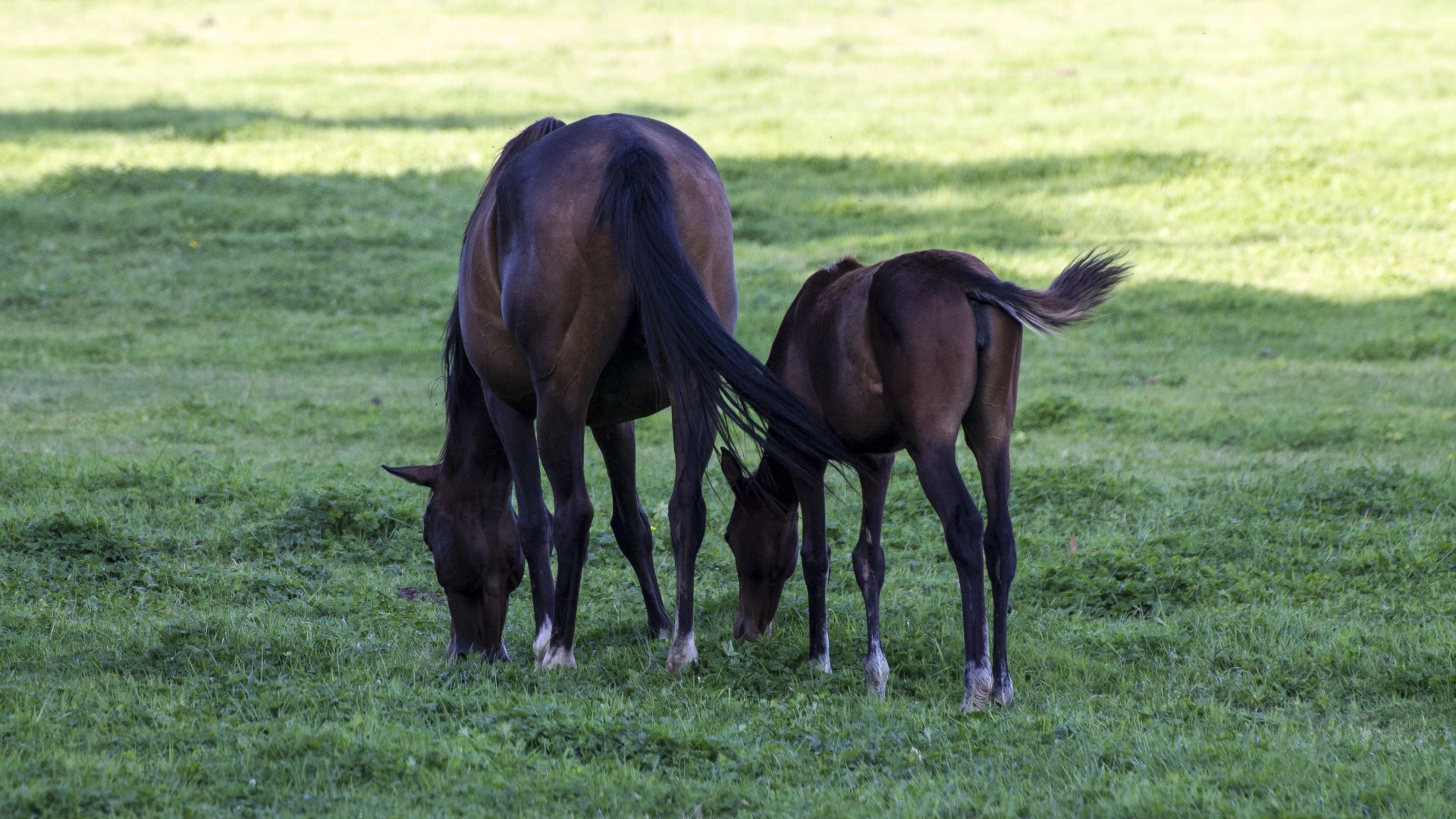 Fonds d'cran Animaux Chevaux Famille