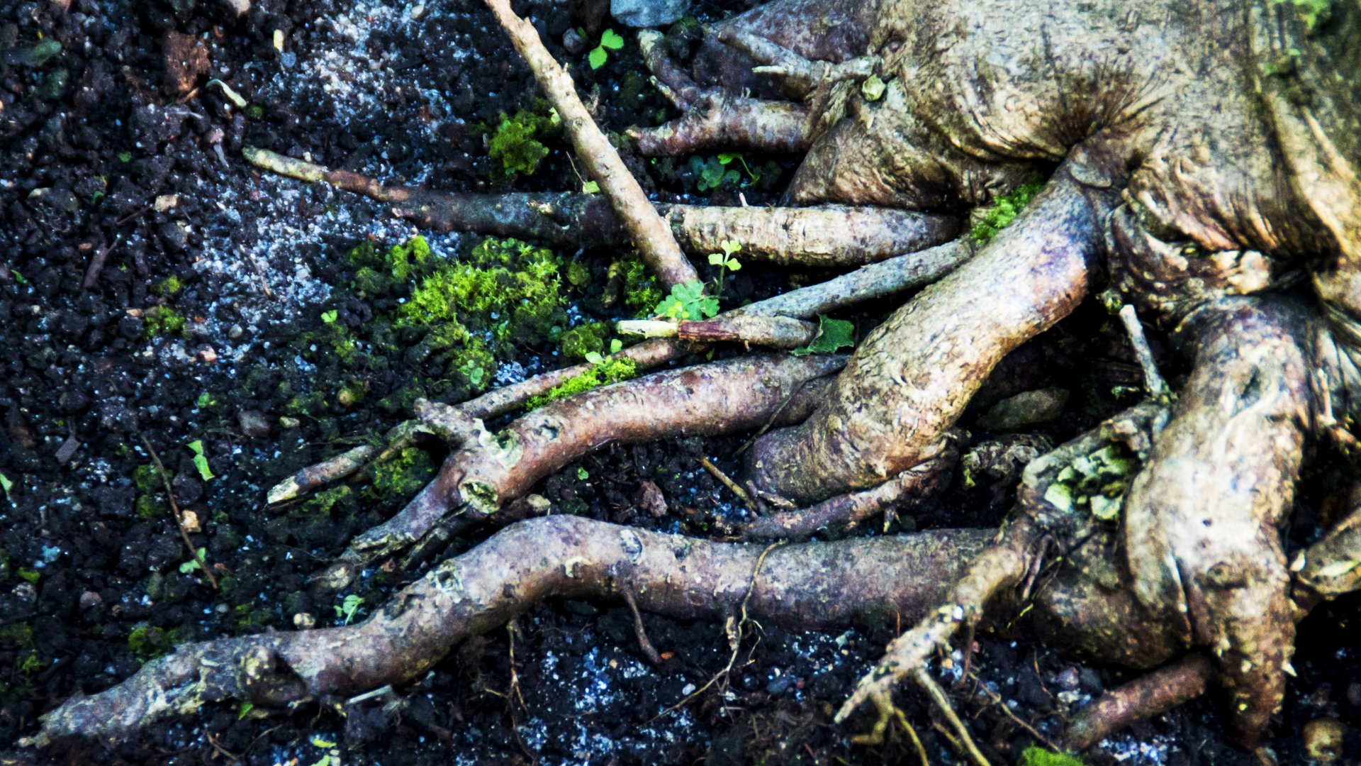 Fonds d'cran Nature Arbres - Forts Racines