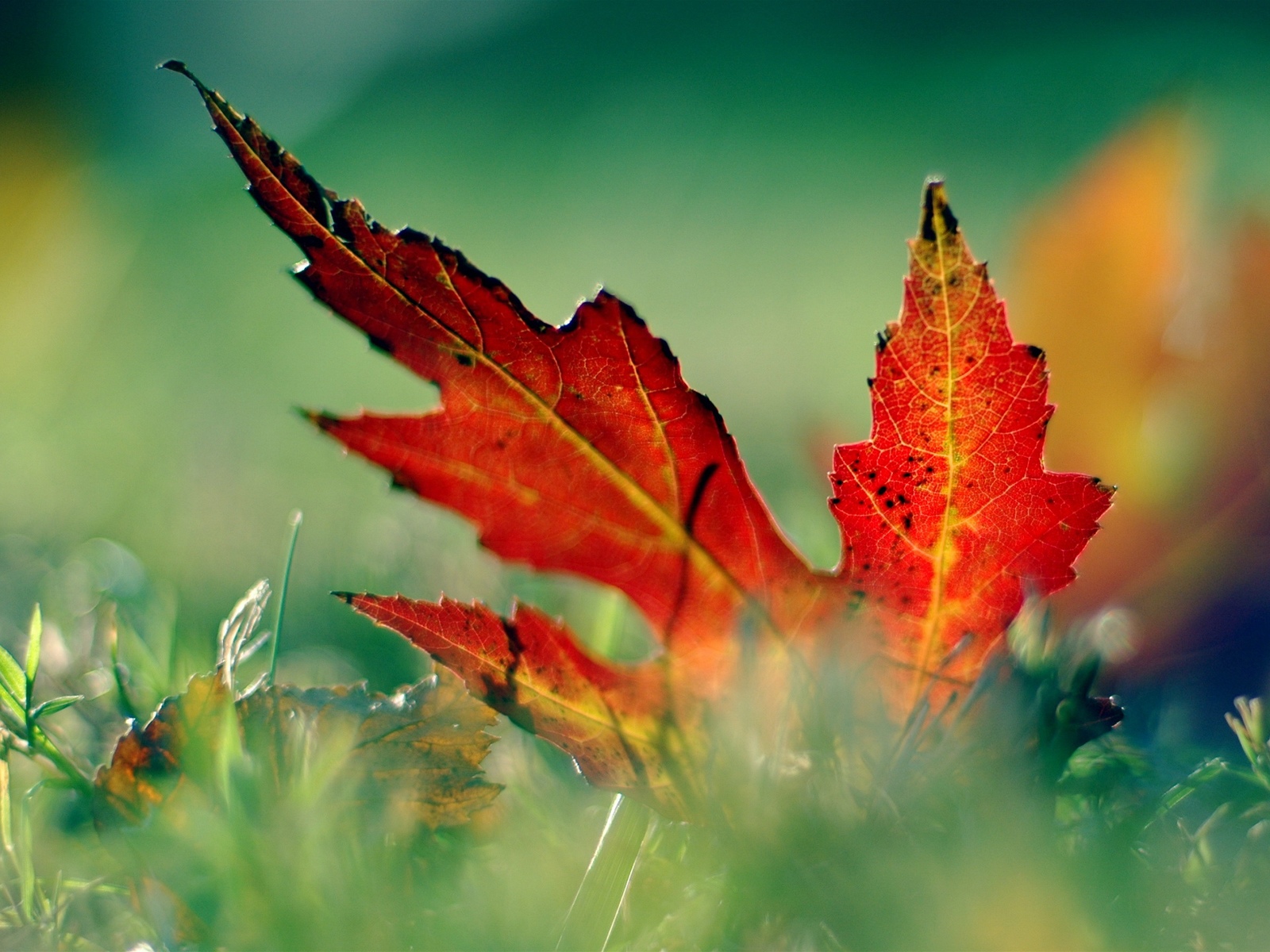 Wallpapers Nature Leaves - Foliage 