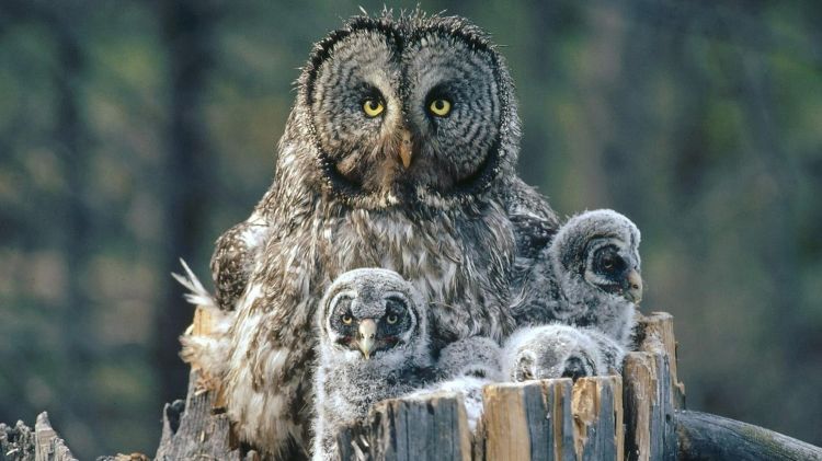 Fonds d'cran Animaux Oiseaux - Hiboux et Chouettes Wallpaper N356769