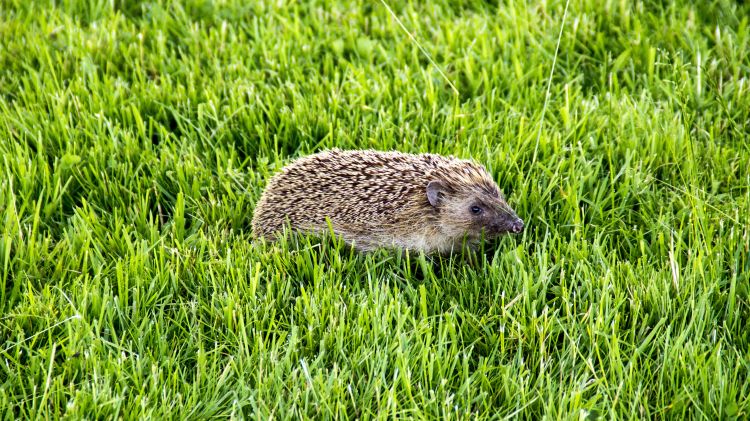 Wallpapers Animals Hedgehogs Un Visiteur