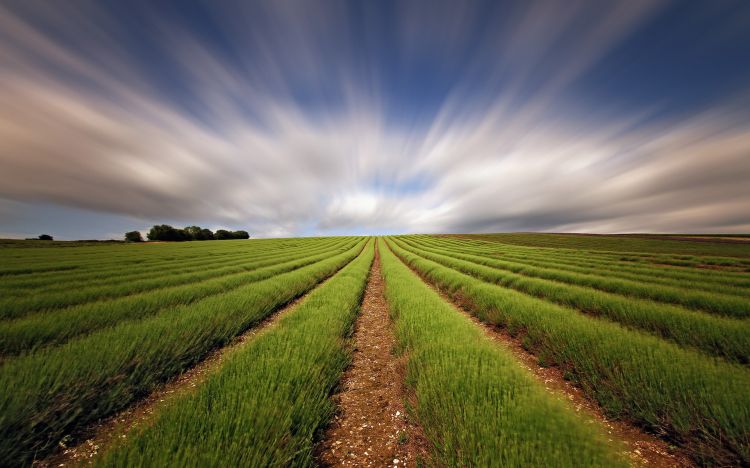 Fonds d'cran Nature Champs - Prairies Wallpaper N356796