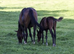  Animaux Famille