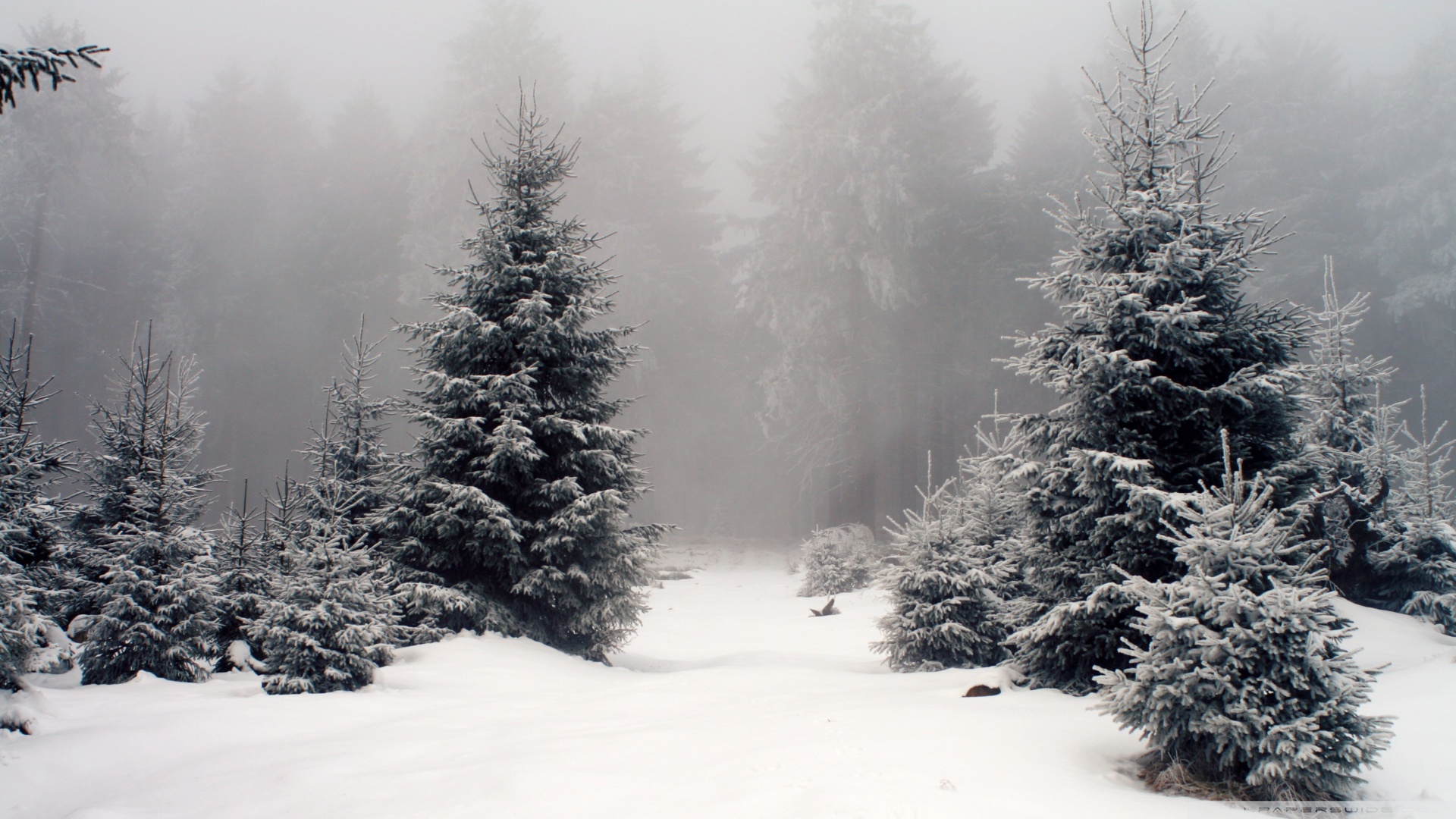 Fonds d'cran Nature Saisons - Hiver 