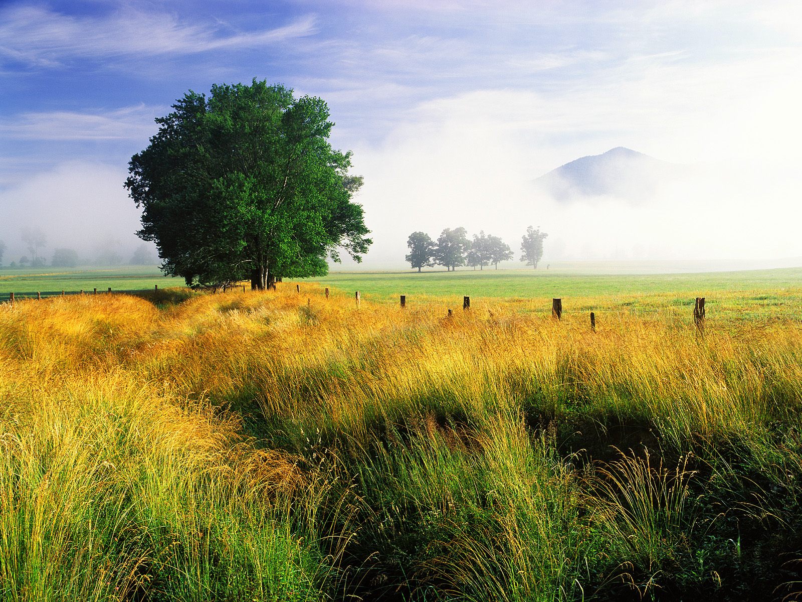 Fonds d'cran Nature Arbres - Forts 