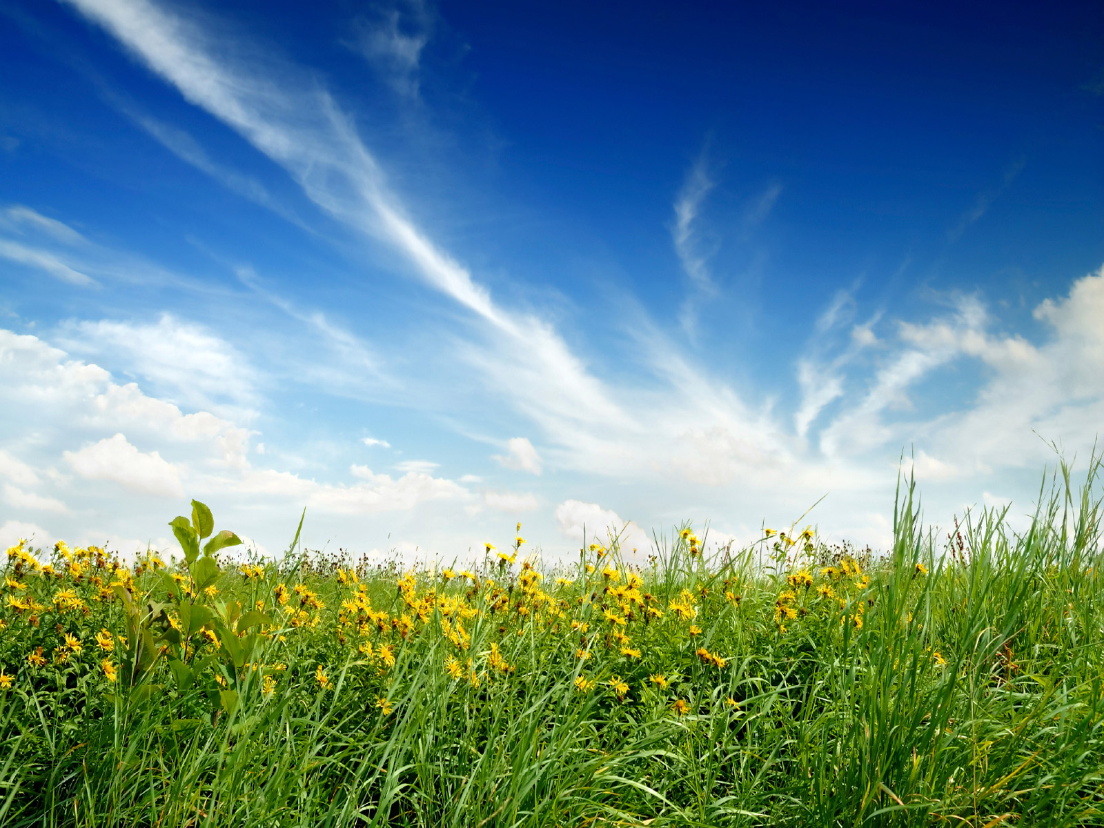 Fonds d'cran Nature Champs - Prairies 