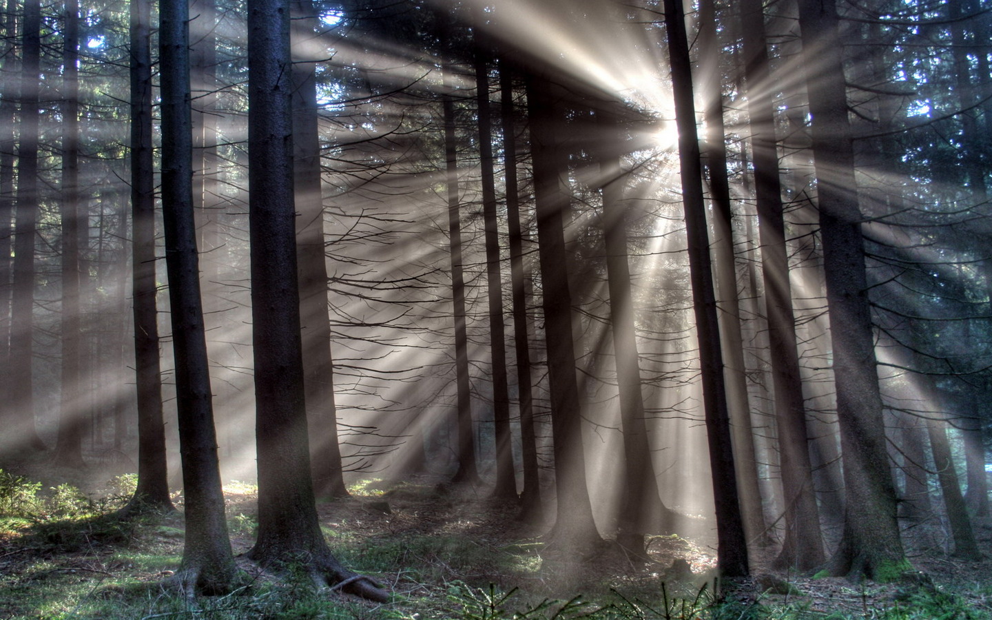 Fonds d'cran Nature Arbres - Forts 