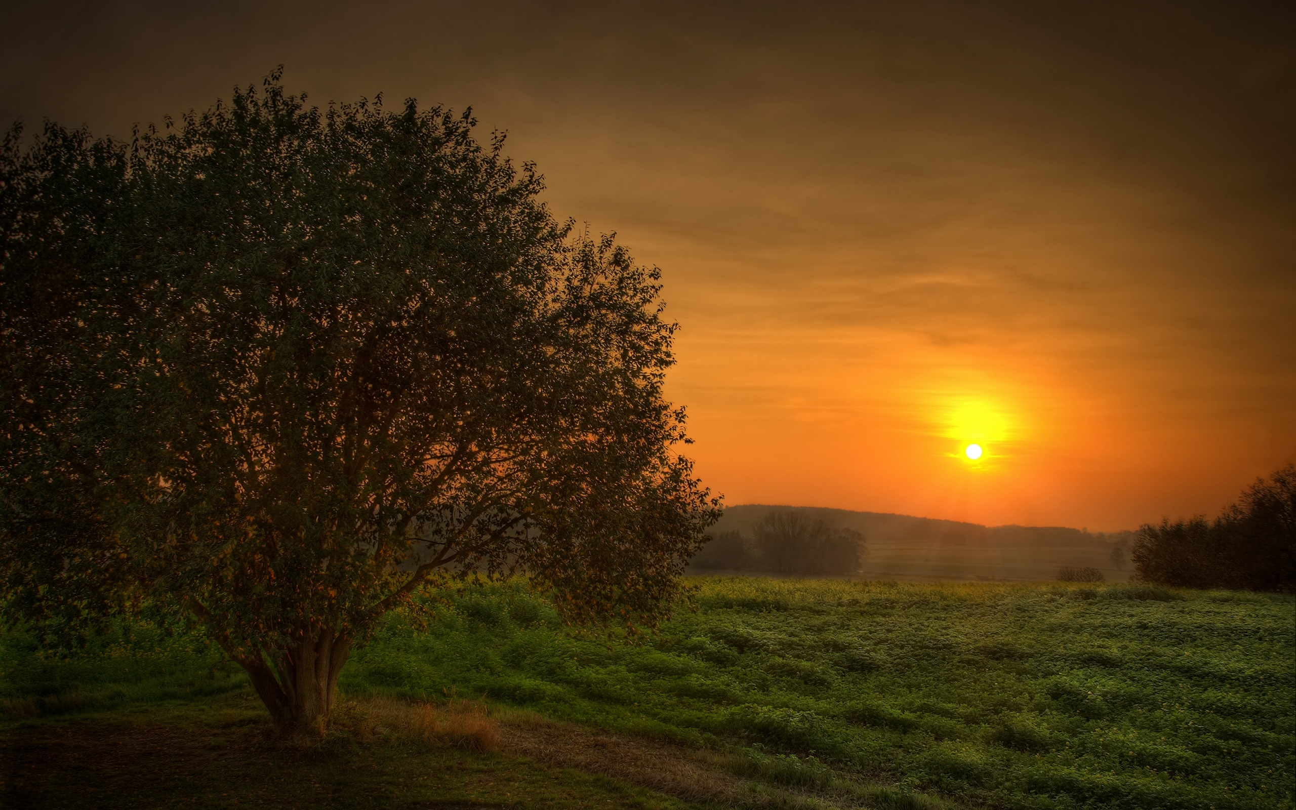 Fonds d'cran Nature Arbres - Forts 