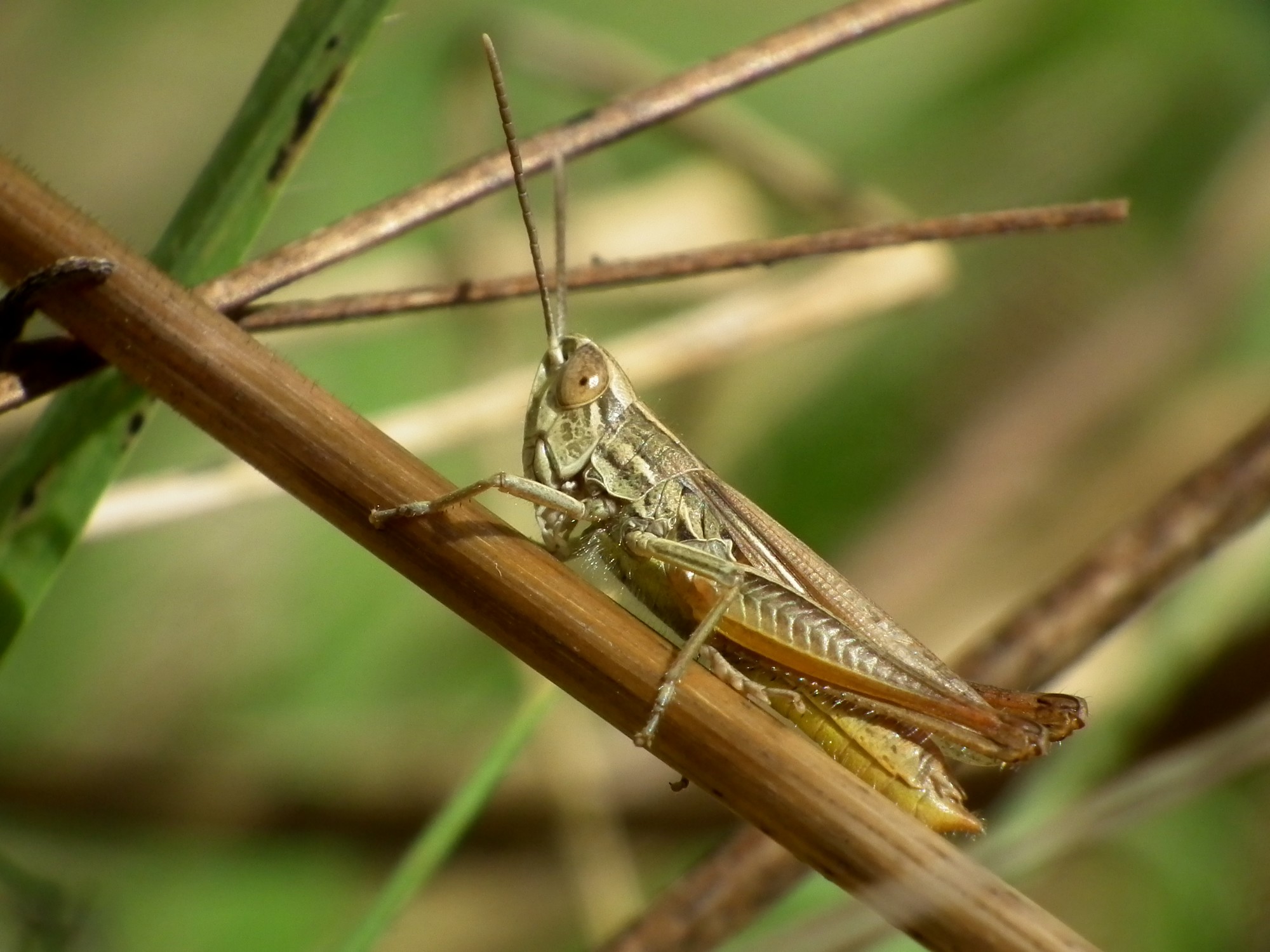 Wallpapers Animals Insects - Grasshoppers and Locusts 