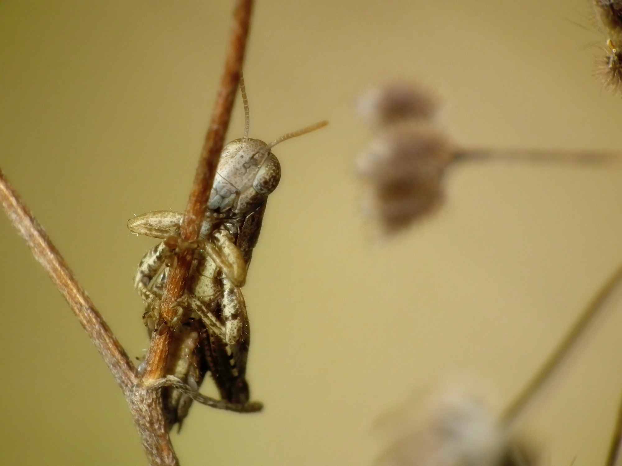 Fonds d'cran Animaux Insectes - Sauterelles et Criquets 