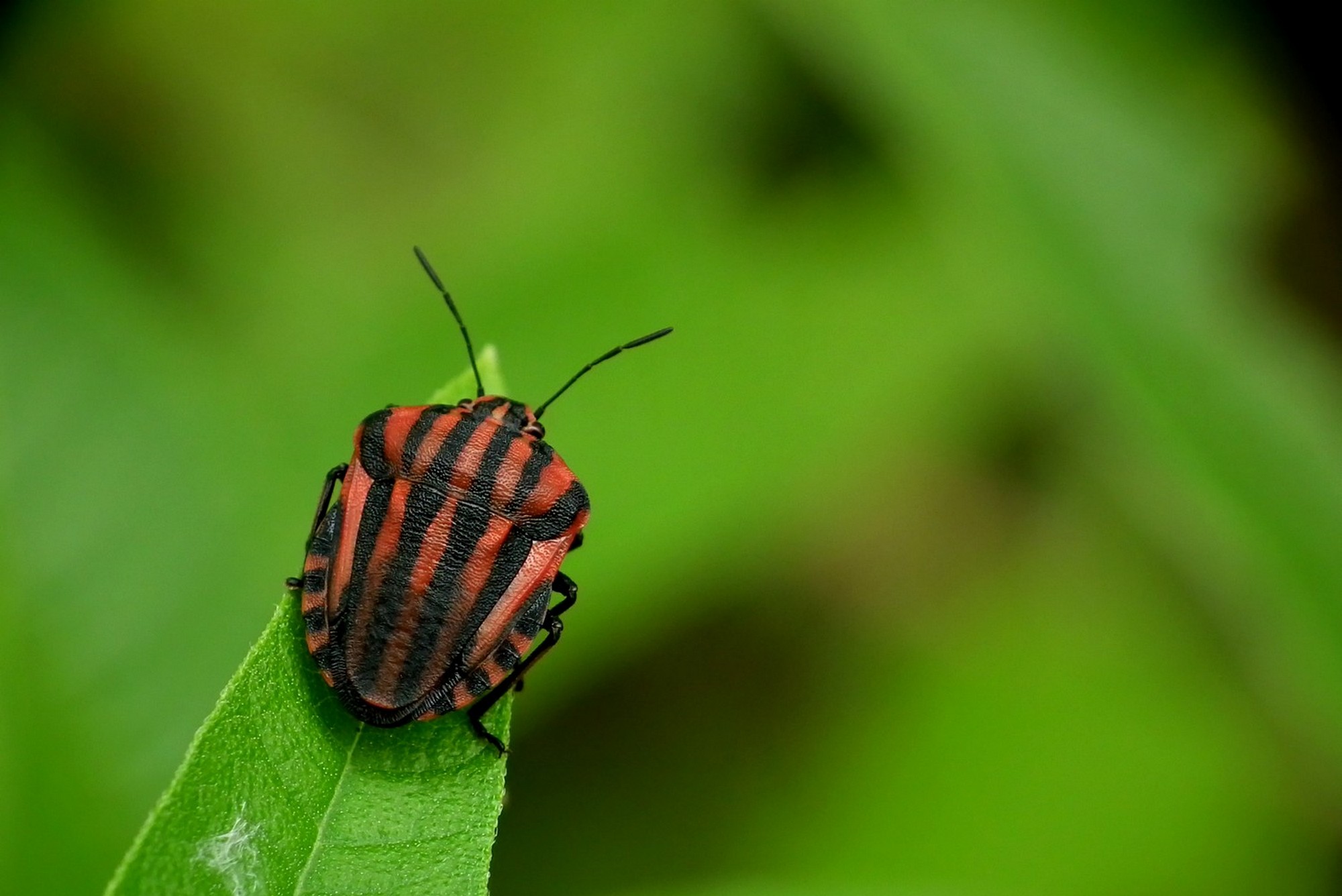 Wallpapers Animals Insectes - Bugs Pentatome rayé