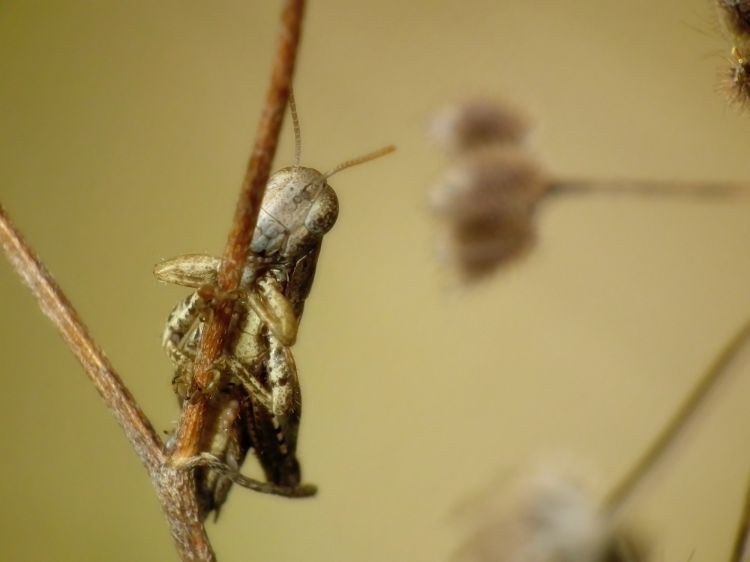 Fonds d'cran Animaux Insectes - Sauterelles et Criquets Wallpaper N357281