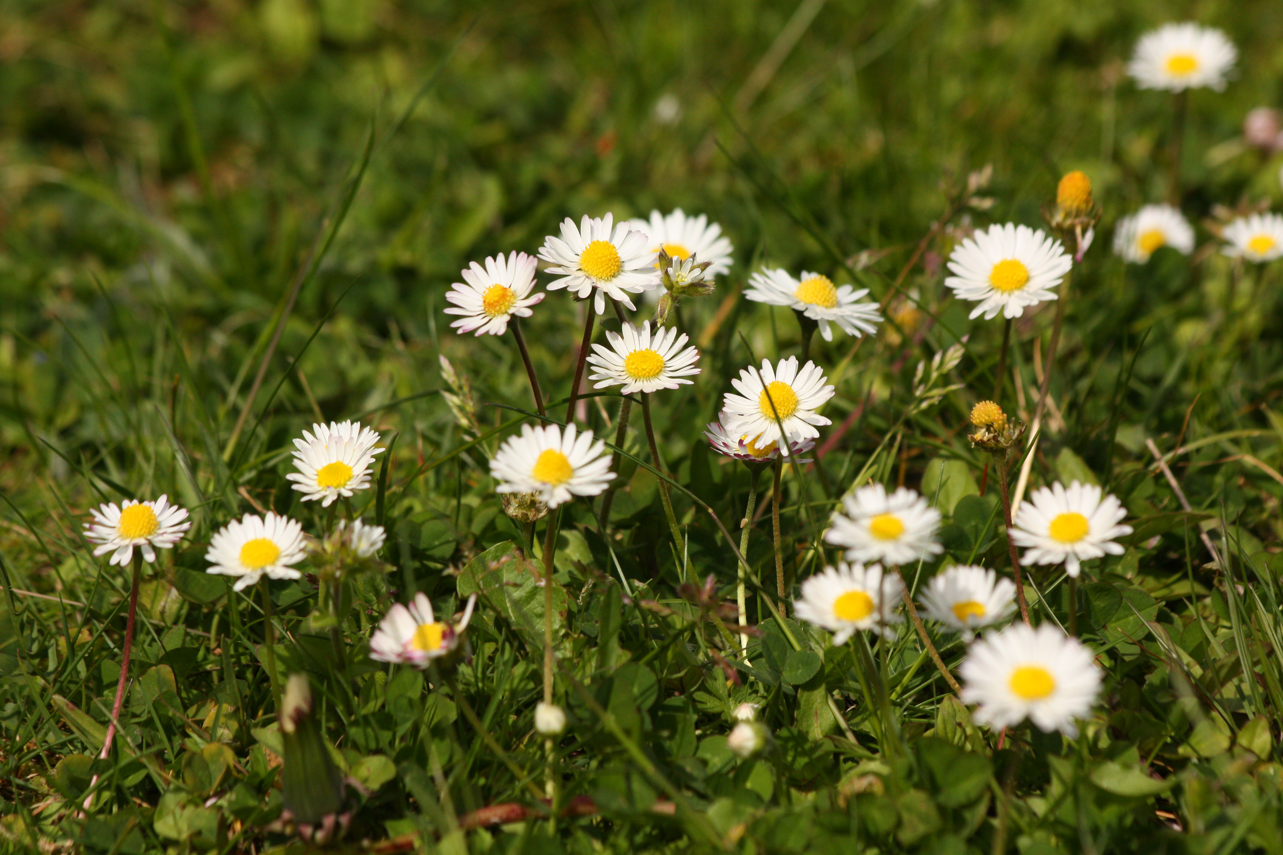 Fonds d'cran Nature Fleurs 