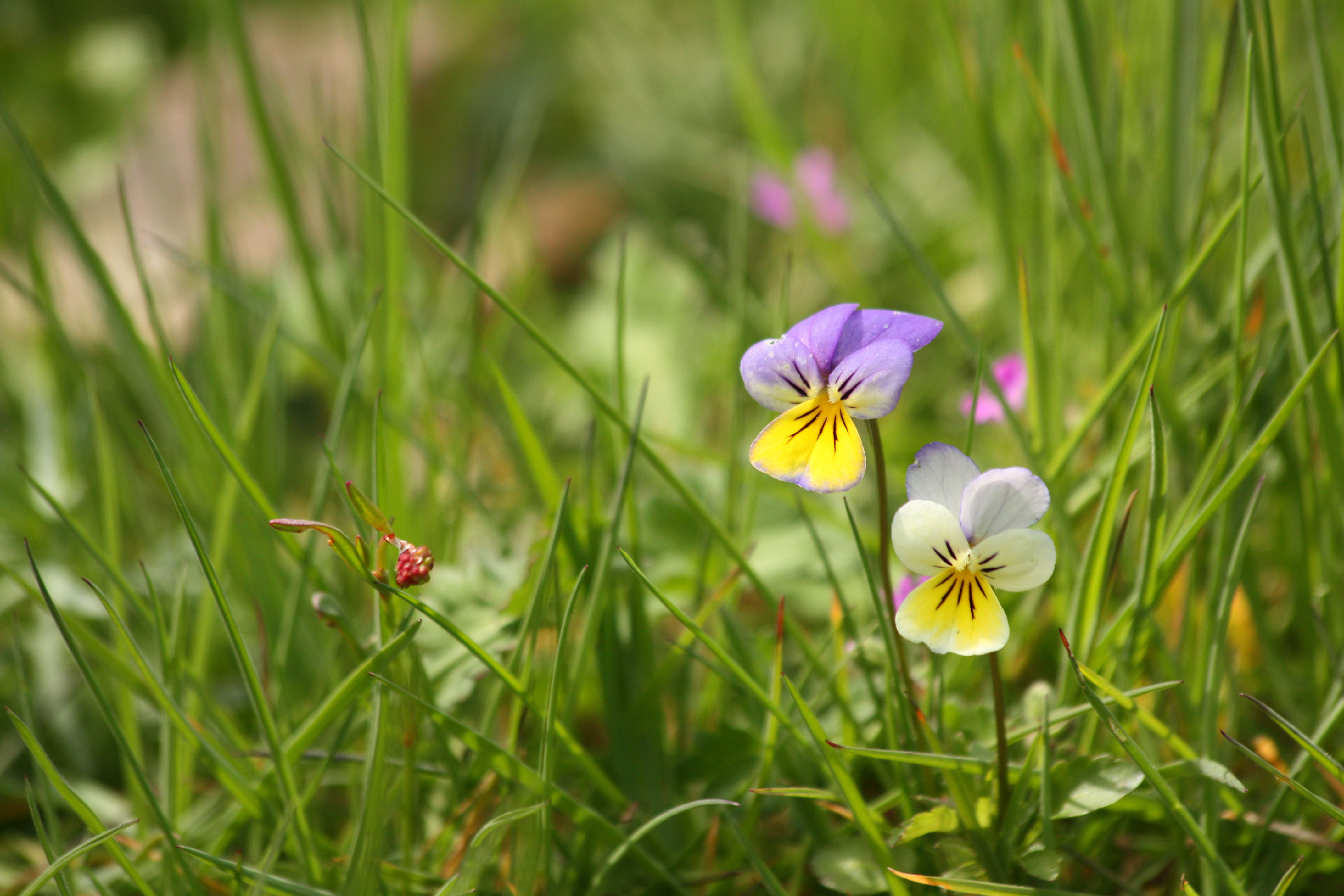 Fonds d'cran Nature Fleurs 